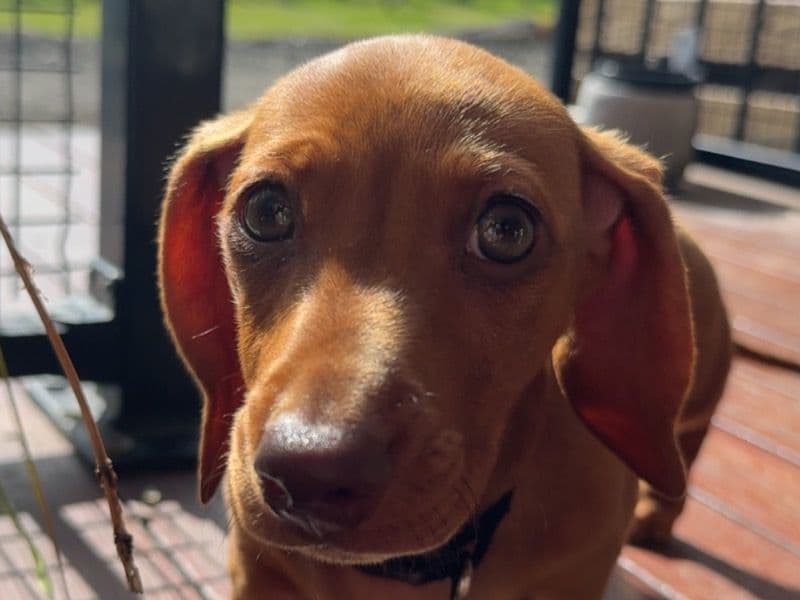 Teddy primary photo
