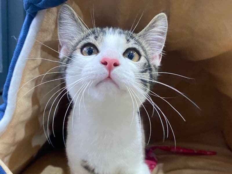 Mochi primary photo