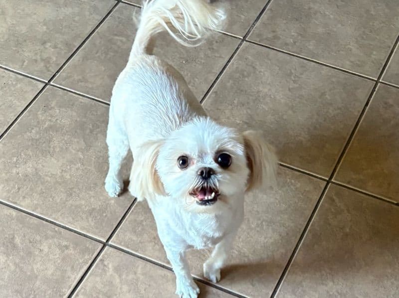 Bella primary photo