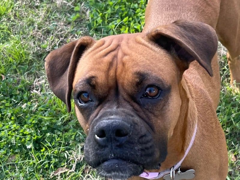 Duchess primary photo