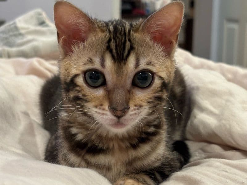 Cupcake primary photo