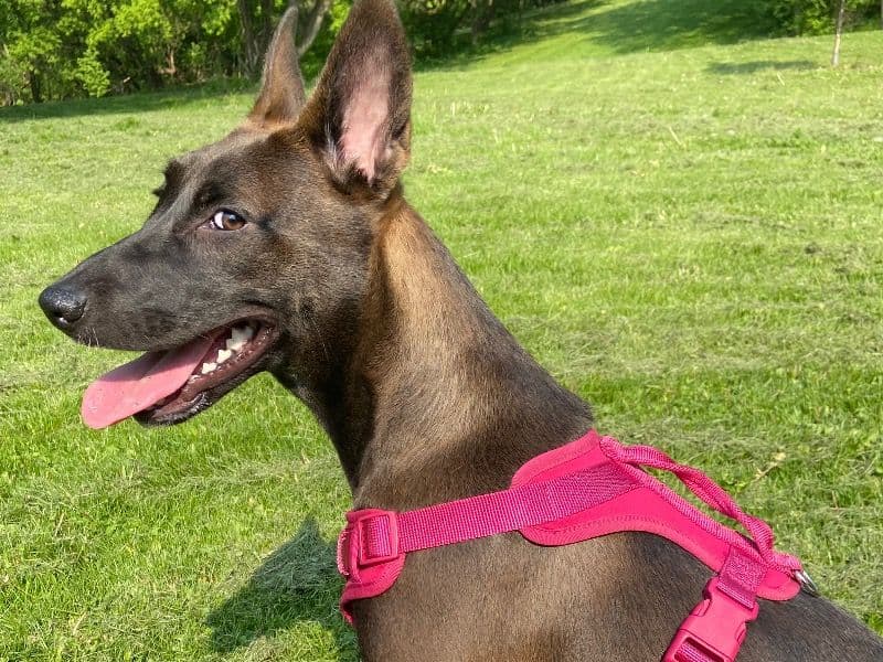 Bella primary photo