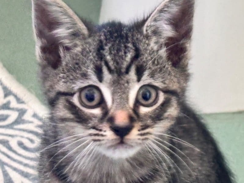 (nickname) Tigger primary photo