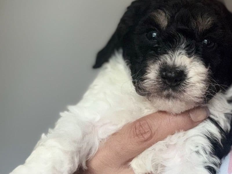 Poodle primary photo