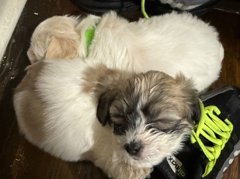 Puppies primary photo