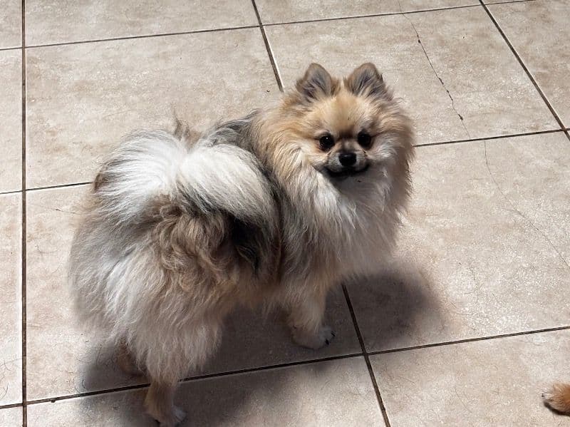 Mochi primary photo