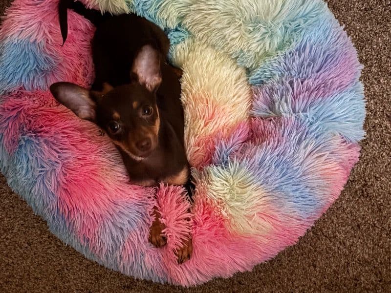 Coco primary photo
