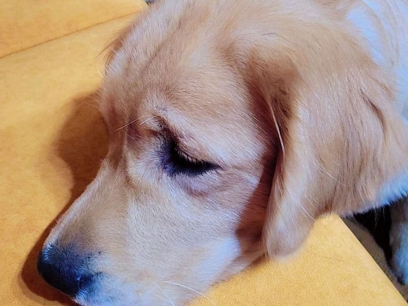 Woofy primary photo