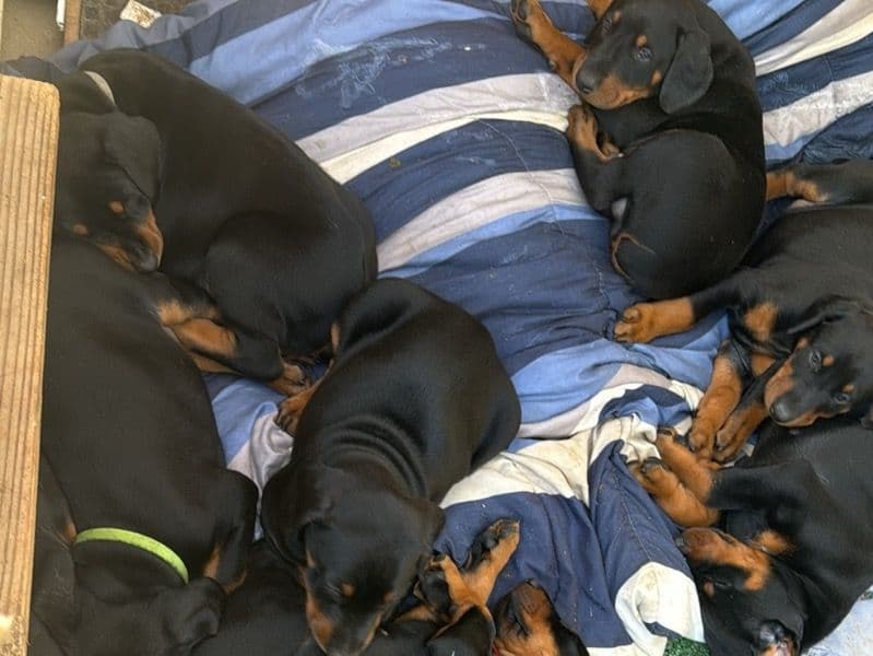 Doberman Pups primary photo