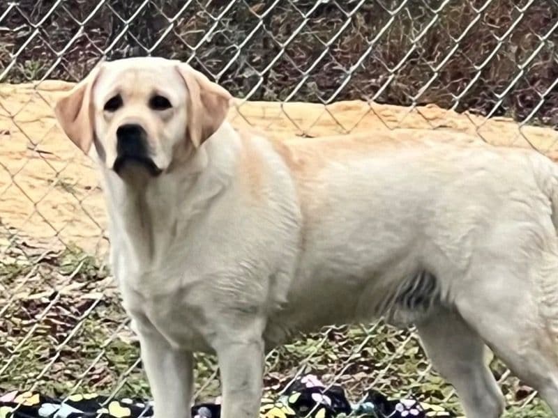 Benny primary photo