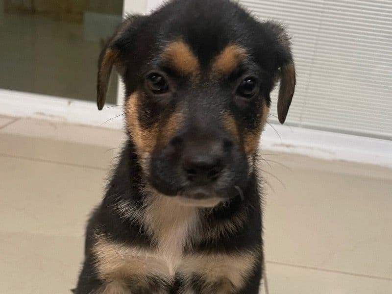 Luna primary photo