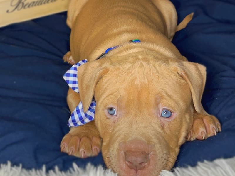Xl American Bully Puppies primary photo