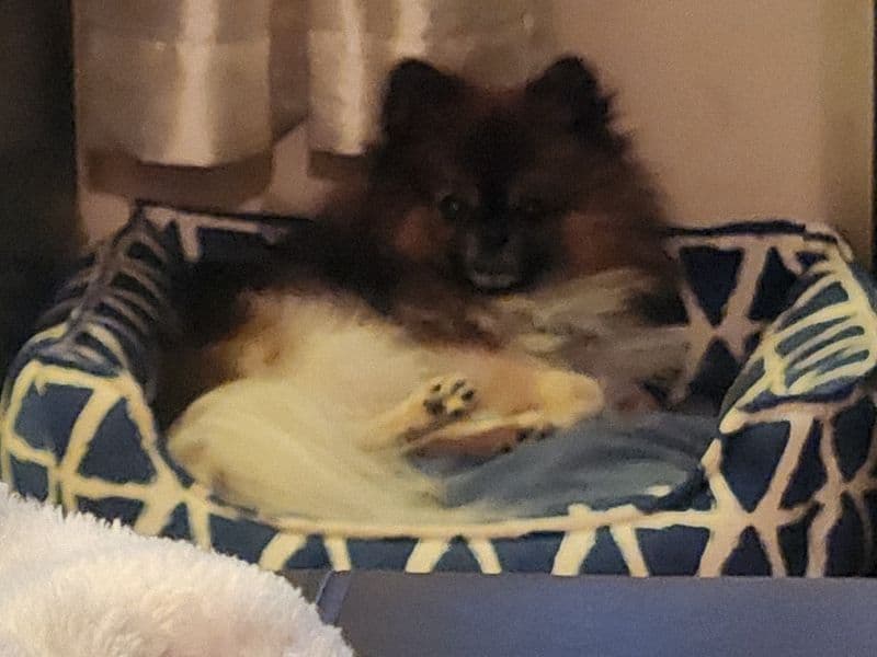 Kiba primary photo