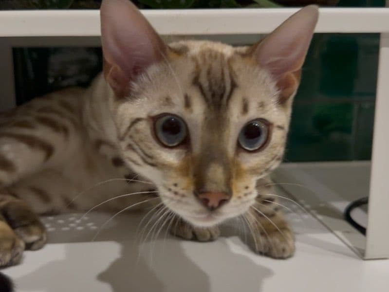 Nala primary photo