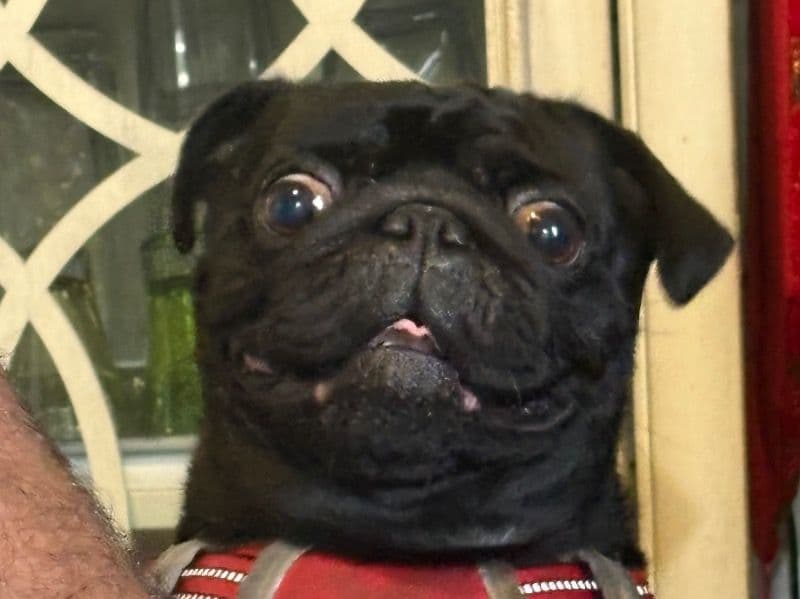 Paco primary photo