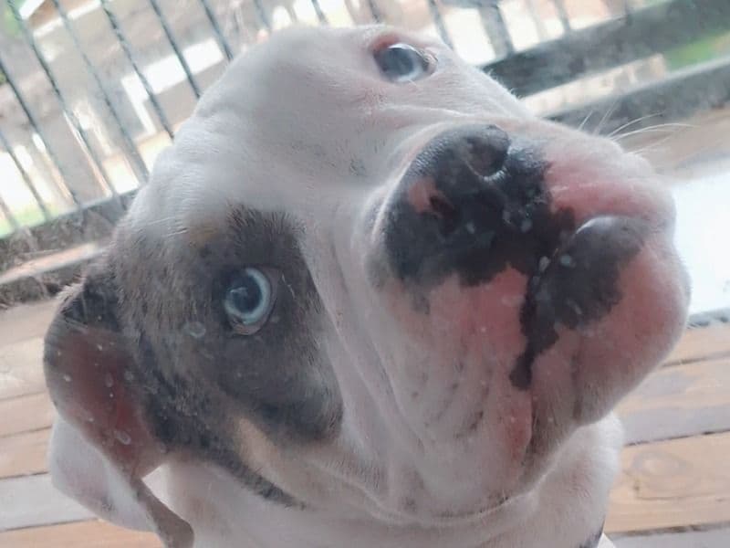 Enzo primary photo