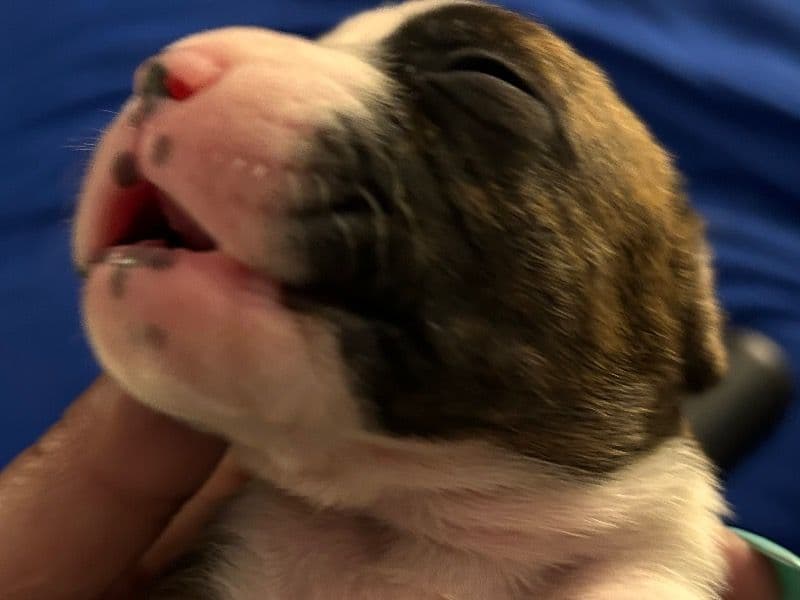 Boxer Puppy primary photo