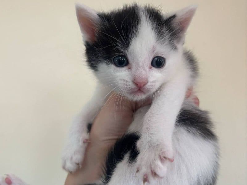 Gizmo primary photo
