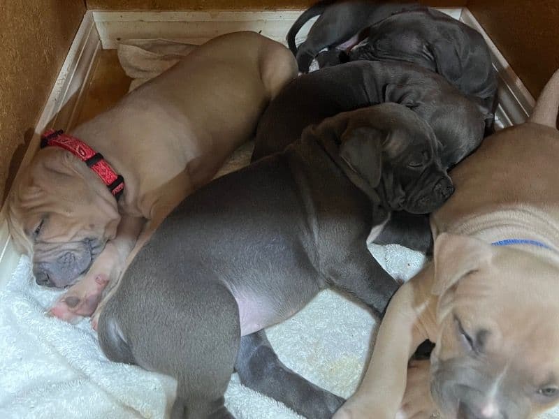 Puppies primary photo