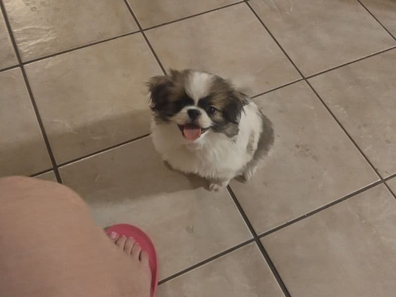 Puppy primary photo