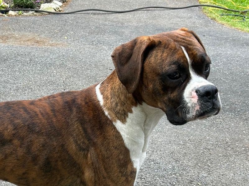 Buster primary photo