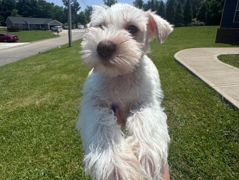 Buddy primary photo