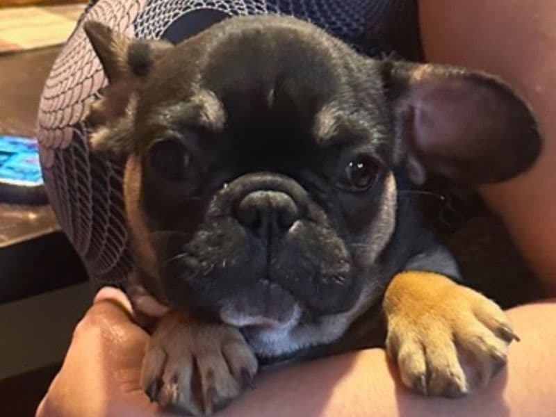 Bella primary photo