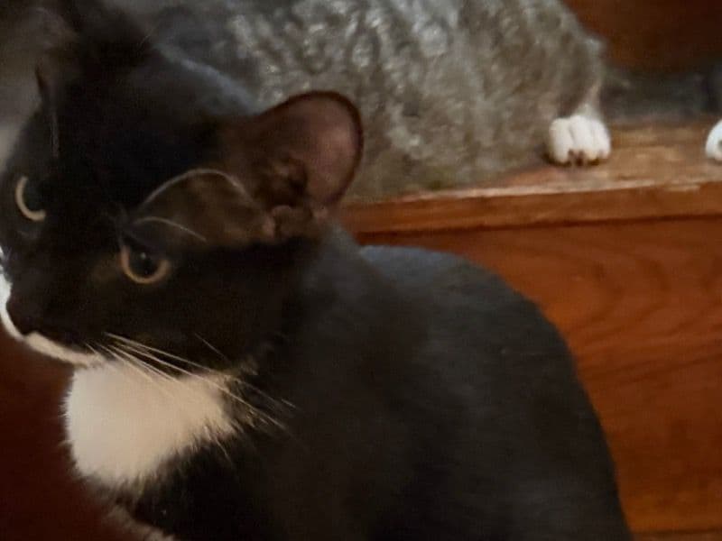 Oreo primary photo