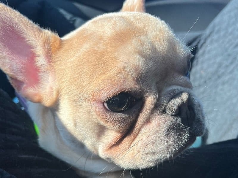 Jellybean primary photo
