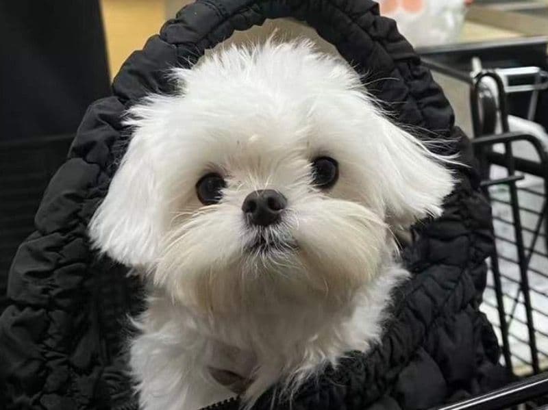 Bobo primary photo
