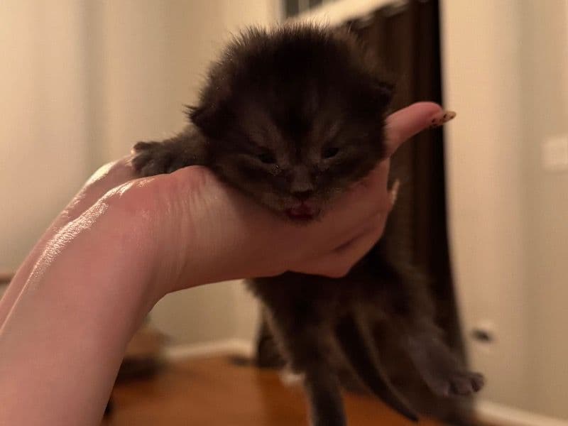 Cookie primary photo