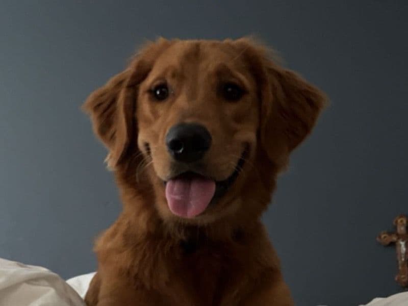 Archie primary photo