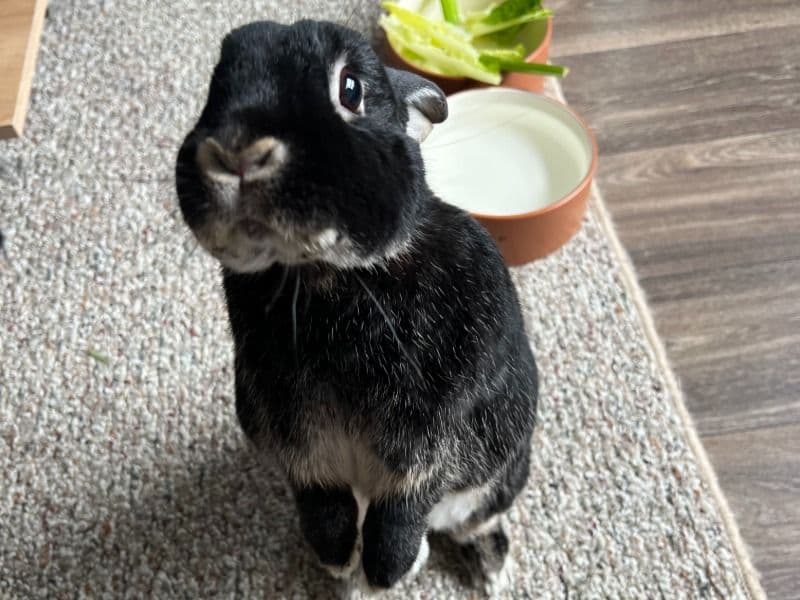Toph primary photo