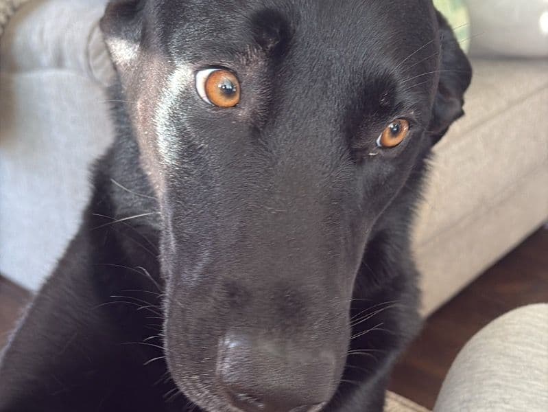 Koa primary photo