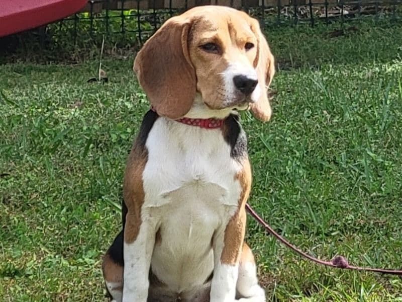 Sasha primary photo