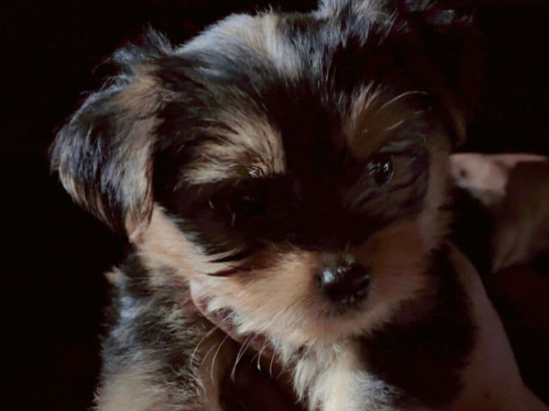 Rocky primary photo