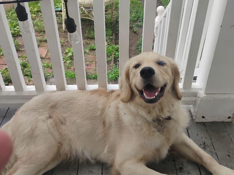 Louie primary photo