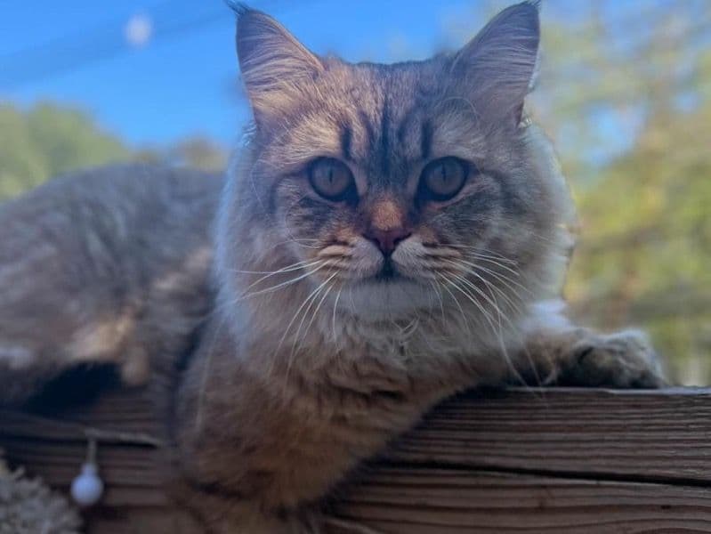 Simba primary photo