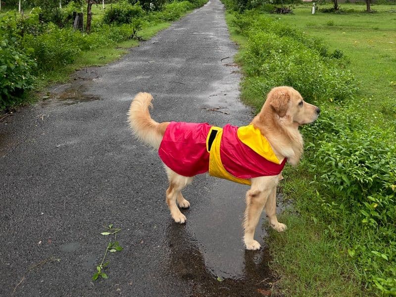 Buddy primary photo