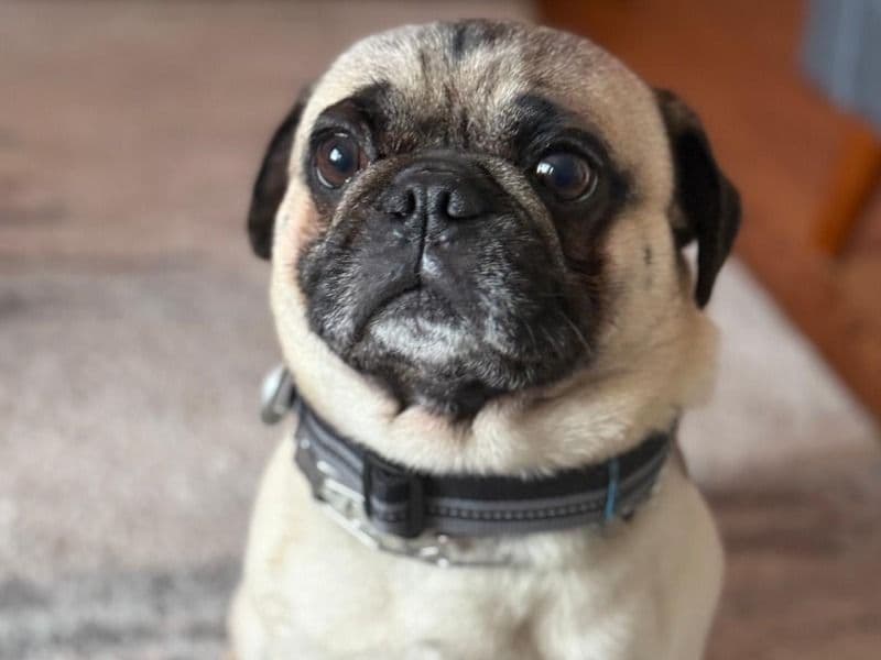 Frankie primary photo
