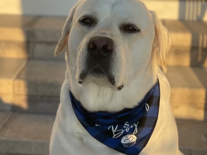 Teddy primary photo