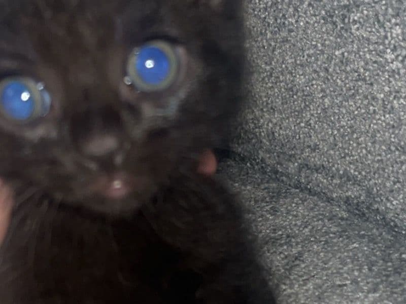 Kitten primary photo