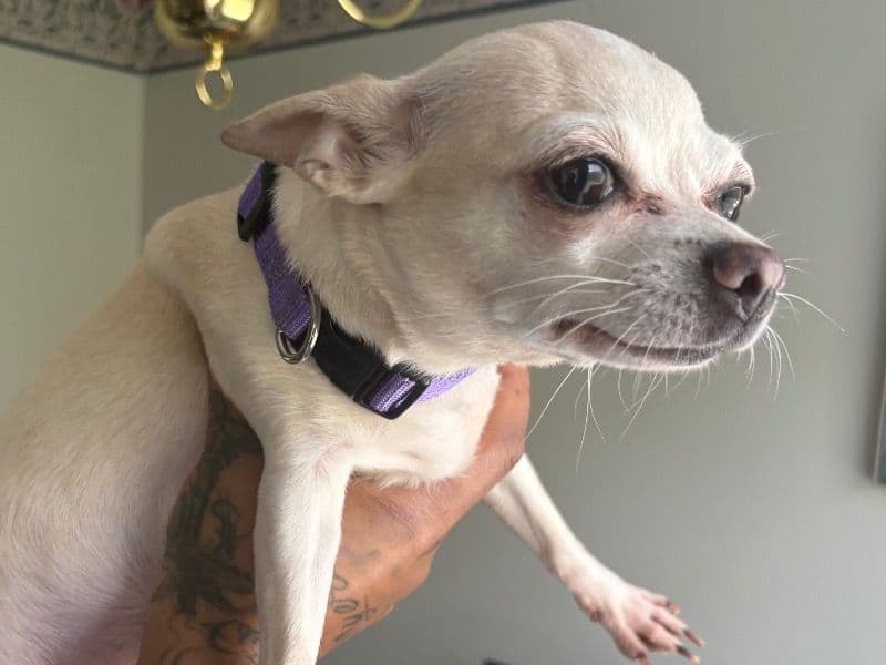 Bella primary photo
