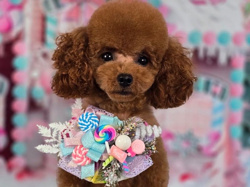 Bella primary photo
