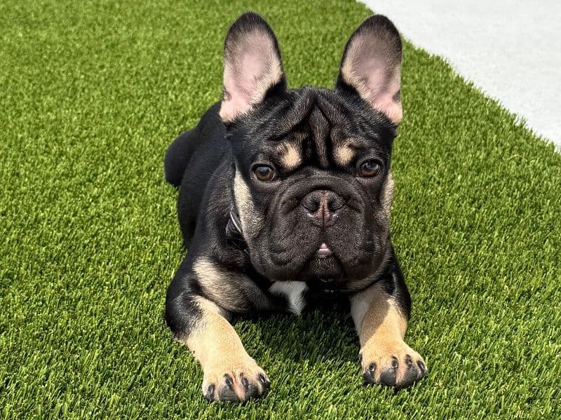 Diesel primary photo