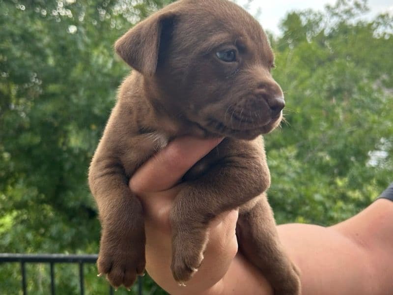 Simba primary photo