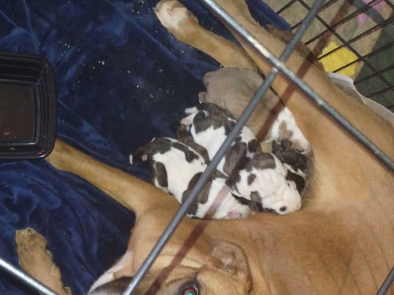 Puppies primary photo