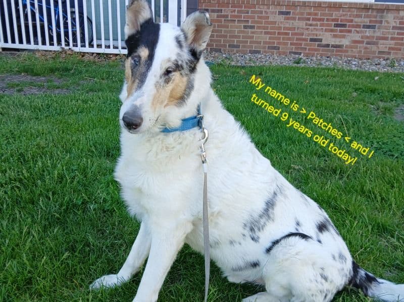 Patches primary photo