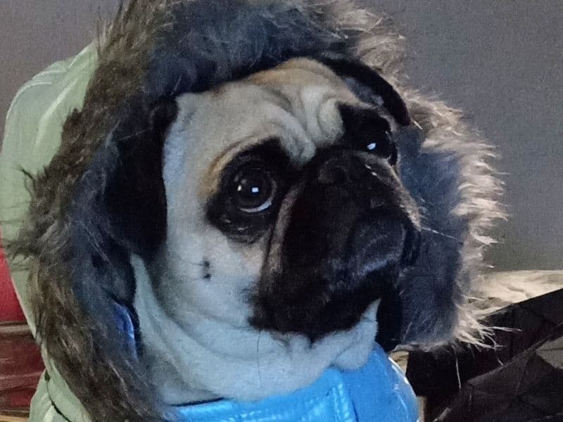 Coco primary photo