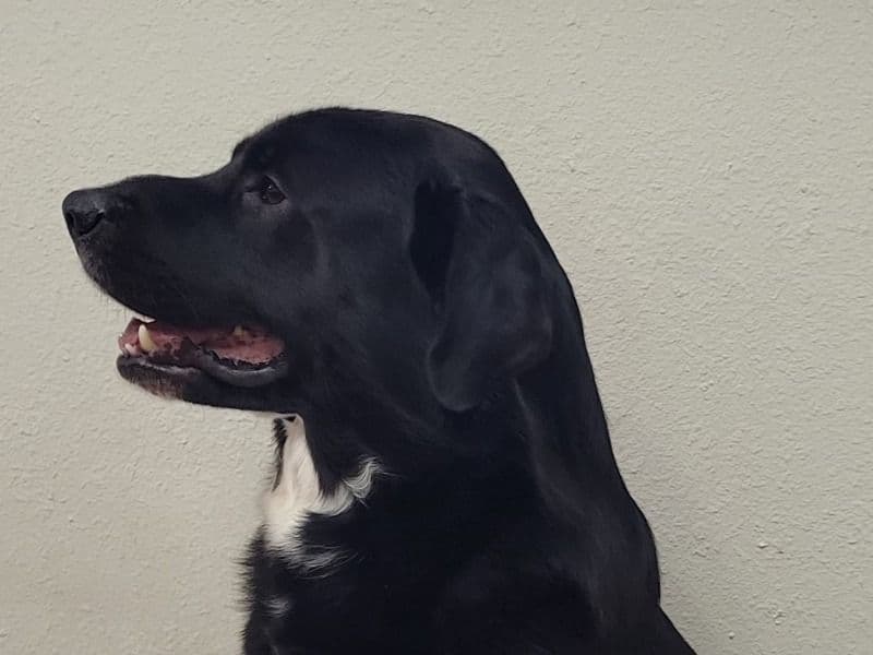 Max primary photo